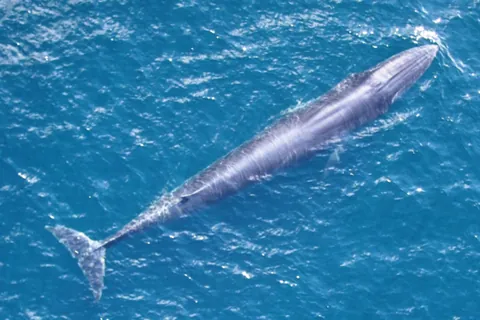 rice's whale: balaenoptera ricei, a species of rorqual