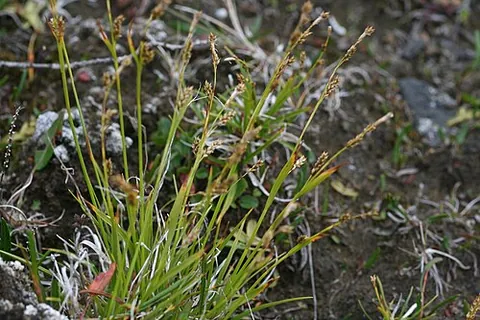 krause's sedge: carex krausei, a species of sedge