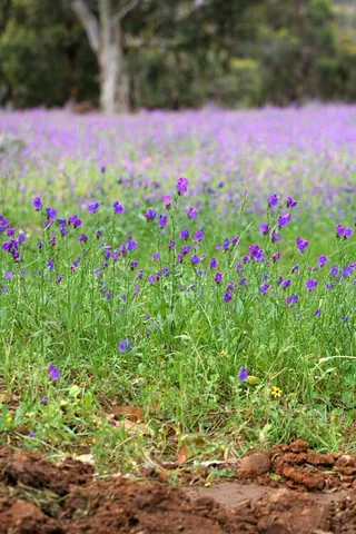 patterson's curse: the plant Echium plantagineum, considered a noxious weed in Australia