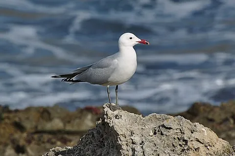 audouin's gull: ichthyaetus ichthyaetus, a large gull restricted to the Mediterranean and the western coast of...