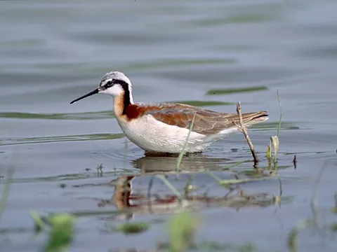 wilson's phalarope: phalaropus tricolor, a small wading bird