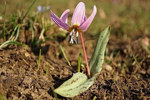 dog's tooth violet: erythronium dens-canis
