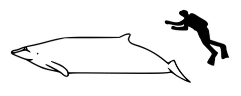 andrews' beaked whale: a medium-sized beaked whale of the species Mesoplodon bowdoini
