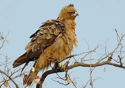 wahlberg's eagle: hieraaetus wahlbergi, a bird of prey that is native to sub-Saharan Africa