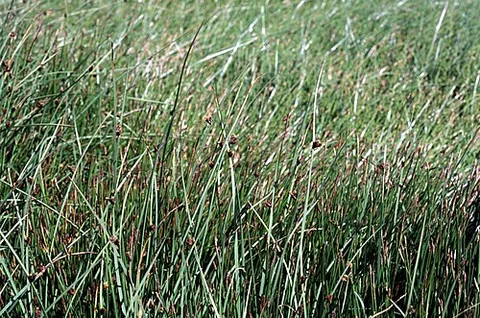 chairmaker's bulrush: a perennial herb, Schoenoplectus americanus, native to the Americas, used as a model organism in...