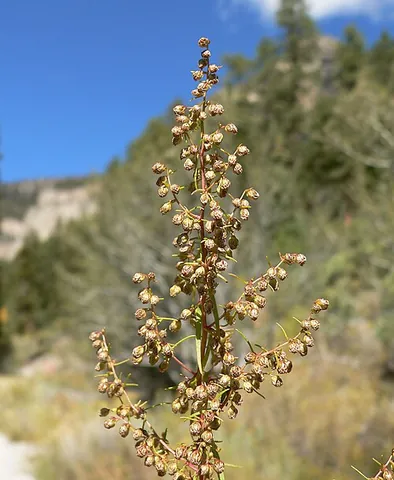 dragon's wort: a perennial herb, tarragon, Artemisia dracunculus