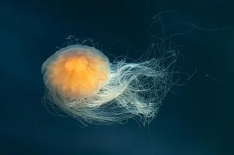 lion's mane jellyfish: a species of jellyfish, Cyanea capillata, the largest of its kind, having showy, trailing tentacles...