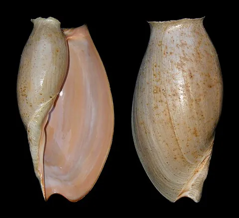 elephant's snout volute: cymbium glans, a species of sea snail