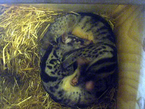 owston's palm civet: a small mammal found in parts of Southeast Asia and southern China, Chrotogale owstoni
