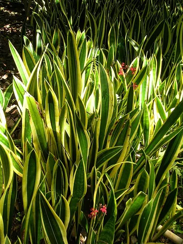 mother-in-law's tongue: a plant with narrow, leathery, pointed leaves, of species Dracaena trifasciata (syn. Sansevieria...