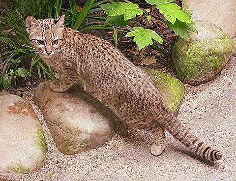 geoffroy's cat: leopardus geoffroyi, probably the most common wild cat in South America