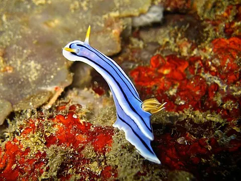 loch's chromodoris: a species of colourful sea slug, Chromodoris lochi, having a blue or blueish-white colour