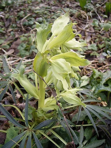 bear's-foot: a species of hellebore (Helleborus foetidus), with digitate leaves and an offensive smell. It is a...