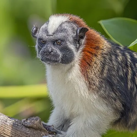 geoffroy's tamarin: a tamarin of species Saguinus geoffroyi