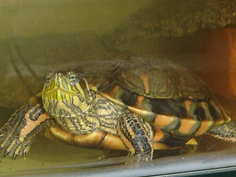 d'orbigny's slider: a species of water turtle (Trachemys dorbigni) in the family Emydidiae