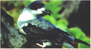 barau's petrel: a medium-sized gadfly petrel, Pterodroma baraui
