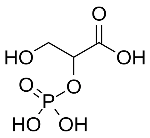 2-phosphoglyceric acid: a glyceric acid, with the chemical formula C₃H₇O₇P: an intermediate in glycolysis and...