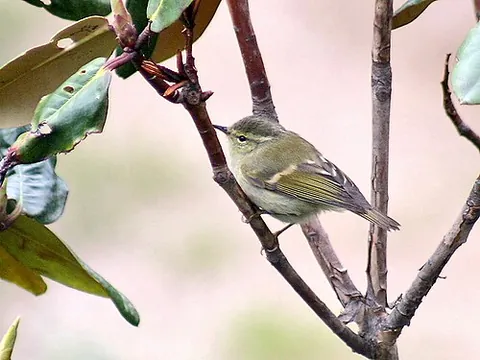 hume's leaf warbler: phylloscopus humei, a small leaf warbler which breeds in the mountains of inner Asia
