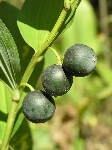 solomon's seal: any flowering plant of the genus Polygonatum, especially Polygonatuym multiflorum