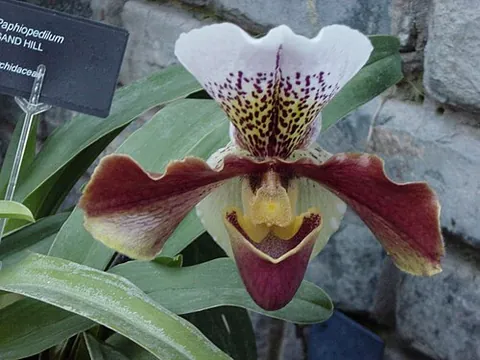lady's slipper: any member of the subfamily Cypripedioideae of orchids, distinguished by their slipper-shaped...