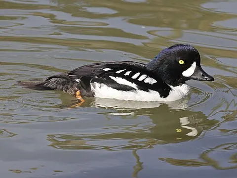 barrow's goldeneye: a duck in the goldeneye genus, Bucephala islandica