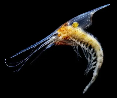 zoëa: a larval stage of certain decapod crustaceans, especially of decapods such as crabs and certain...