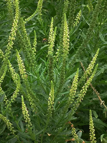 dyer's rocket: a European plant once used to make a yellow dye, weld (Reseda luteola)