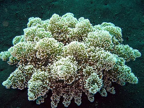 hell's fire anemone: a species of sea anemone, Actinodendron arboreum, having a highly potent venom, unlike most other...