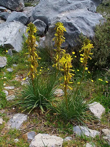 king's spear: asphodeline lutea, a perennial plant native to southeastern Europe and Turkey