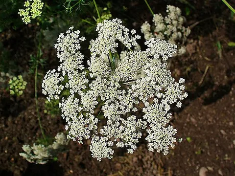 false queen anne's lace: ammi majus (bishop's flower)