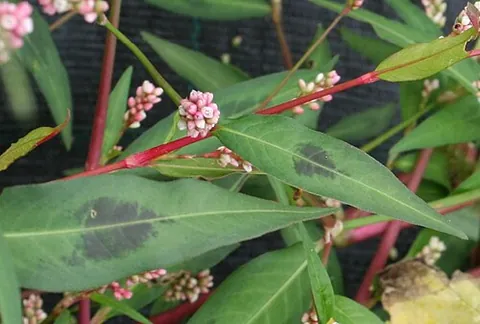 lady's thumb: a perennial plant of the knotweed family, native to Eurasia but introduced to many other regions,...