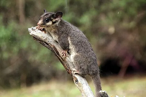 leadbeater's possum: gymnobelideus leadbeateri, an endangered possum of Australia
