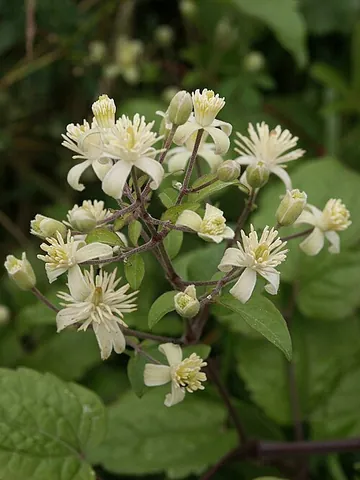 traveller's joy: a climbing shrub native to Europe, Clematis vitalba