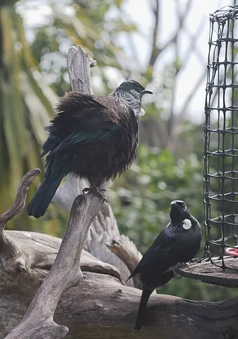 poë-bird: synonym of tui (“a species of honeyeater, Prosthemadera novaeseelandiae, a bird which is endemic to...