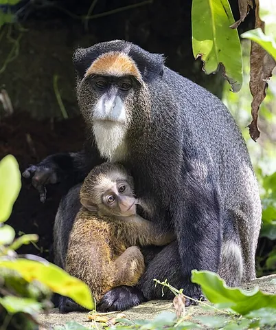de brazza's monkey: cercopithecus neglectus, an Old World monkey endemic to the riverine and swamp forests of central...
