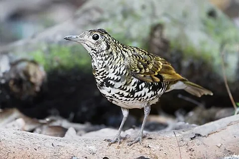 white's thrush: a thrush found mainly in eastern Asia and Siberia and rare vagrant to western Europe, of species...