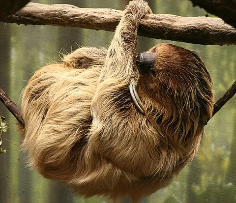 linnaeus's two-toed sloth: a species of two-toed sloth, Choloepus didactylus, endemic to South America