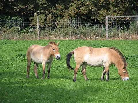 przewalski's horse: any of subspecies Equus ferus przewalskii of rare, endangered horses, native to the steppes of...
