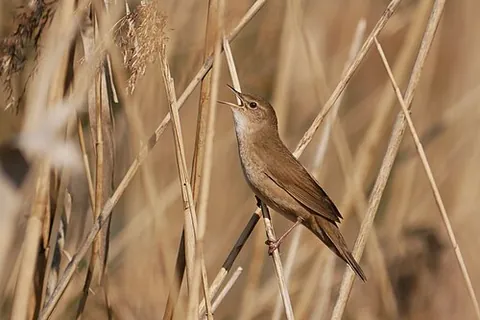 savi's warbler: locustella luscinioides, an Old World warbler, found in parts of Europe, Western Asia, and...