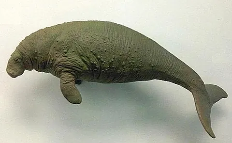 steller's sea cow: hydrodamalis gigas, an extinct herbivorous marine mammal related to the dugong