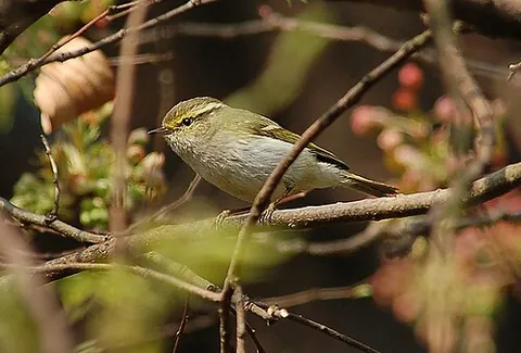 pallas's leaf warbler: phylloscopus proregulus, a leaf warbler that breeds in mountain forests from southern Siberia east...