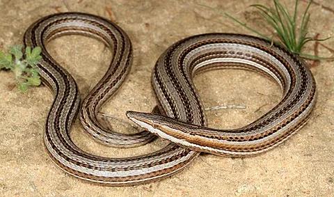 burton's legless lizard: lialis burtonis, a species of pygopodid gecko with no forelegs, only rudimentary hind legs; it is...