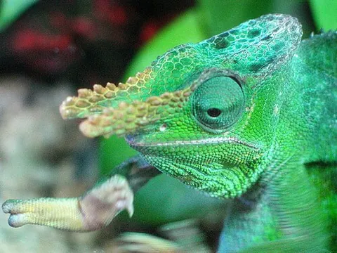 fischer's chameleon: kinyongia fischeri, a species of Tanzanian chameleon
