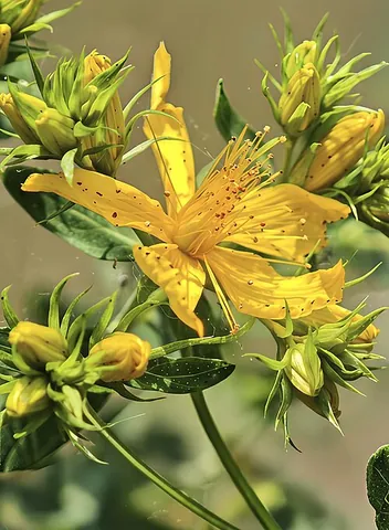st. john's wort: any of several plants, of the genus Hypericum, especially Hypericum perforatum, that have yellow...