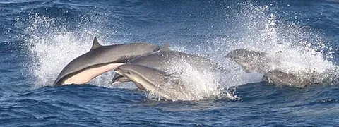fraser's dolphin: lagenodelphis hosei, a species of oceanic dolphin