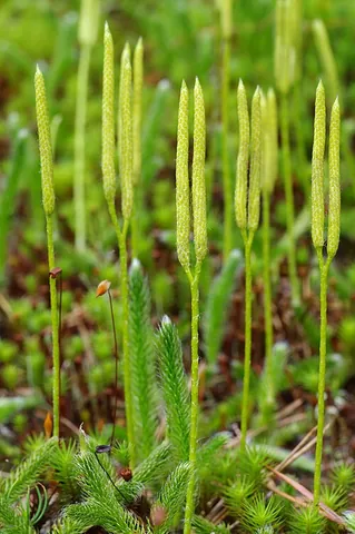 stag's-horn clubmoss: lycopodium clavatum, a club moss in the family Lycopodiaceae
