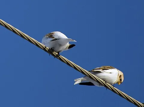 mckay's bunting: a passerine bird of species Plectrophenax hyperboreus in the family Calcariidae, of the western...