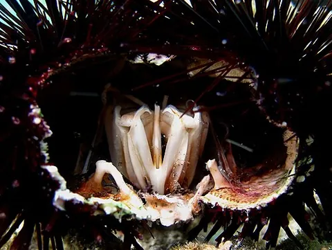 aristotle's lantern: the five united jaws and accessory ossicles of certain sea urchins