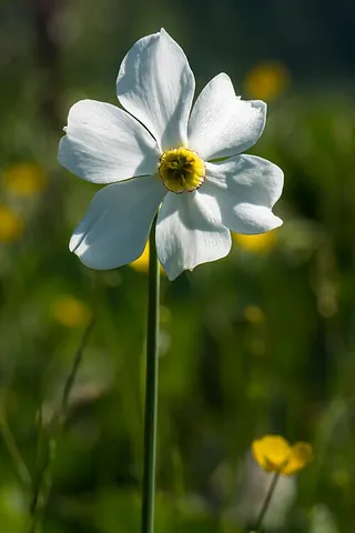 poet's daffodil: a daffodil of species Narcissus poeticus, found in Europe and North America