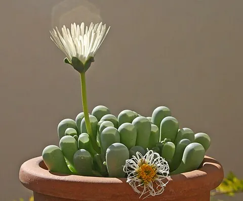 babies' toes: a succulent plant of the genus Fenestraria